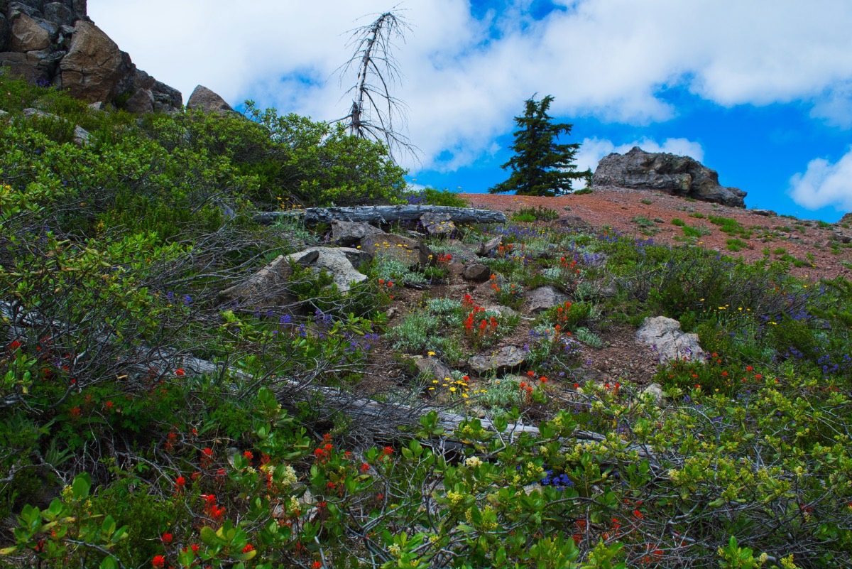 Bachelor Mountain Hike Image