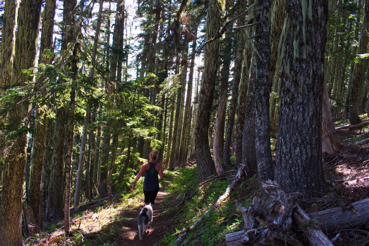 Bachelor Mountain Hike Image