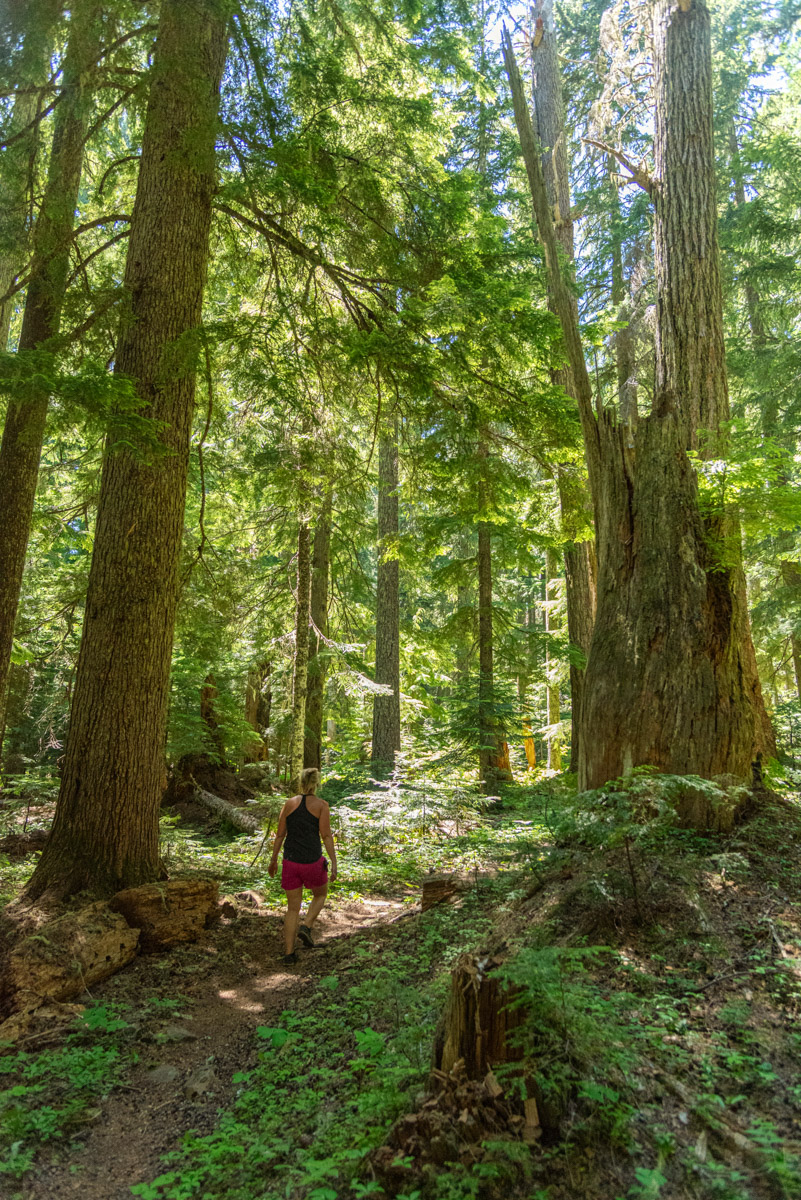 Browder Ridge via Gate Creek Hike Image