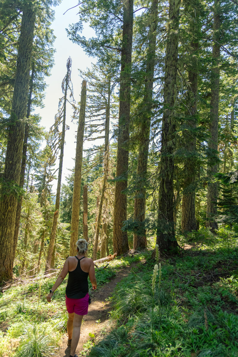 Browder Ridge via Gate Creek Hike Image
