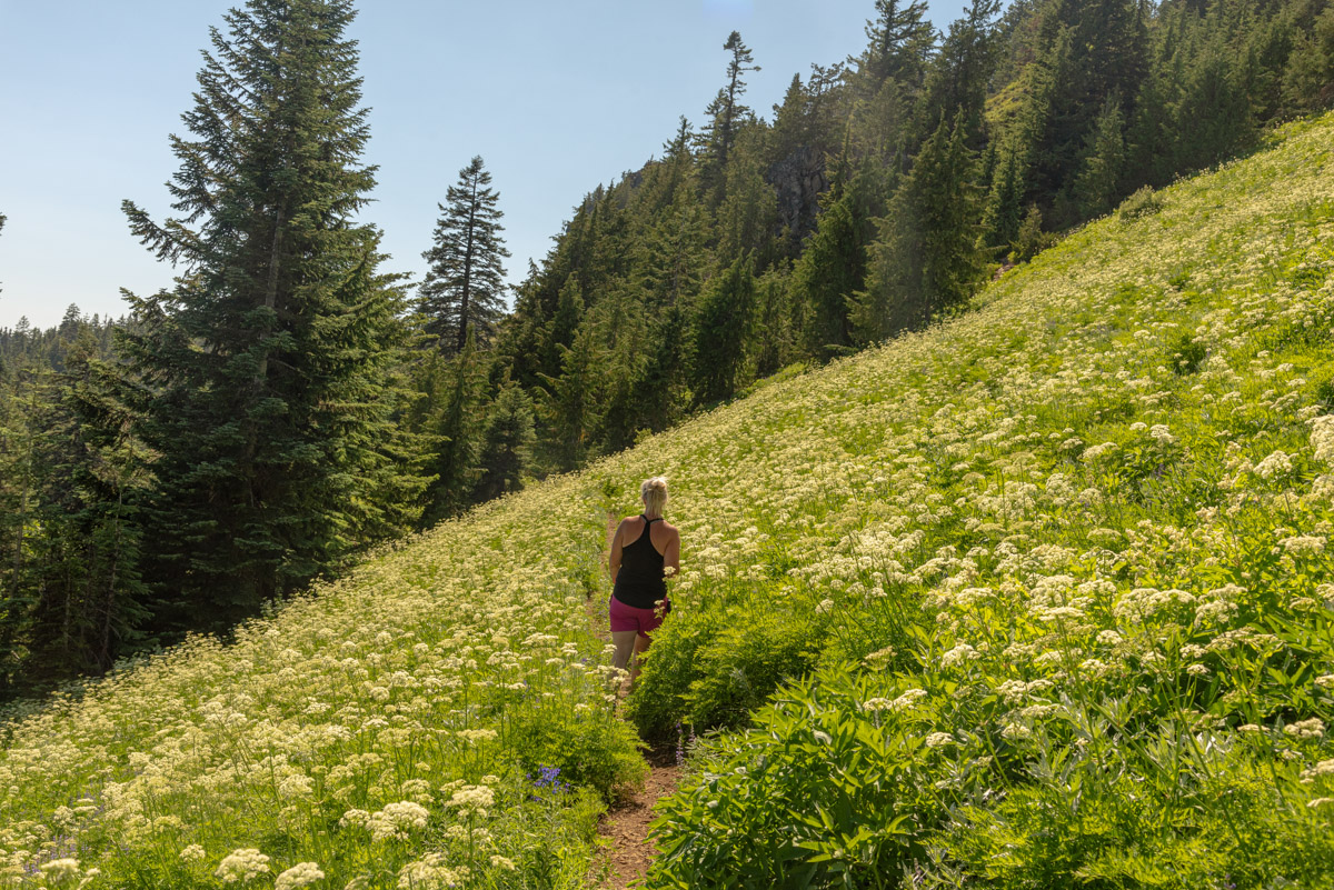 Browder Ridge via Gate Creek Hike Image