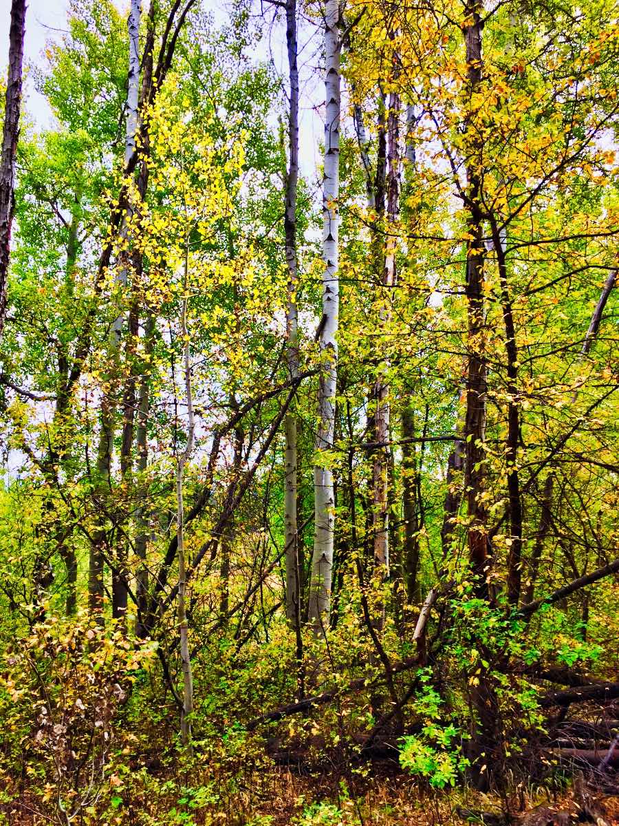 Deschutes River Trail - Dillon Falls to Benham Falls Hike Image