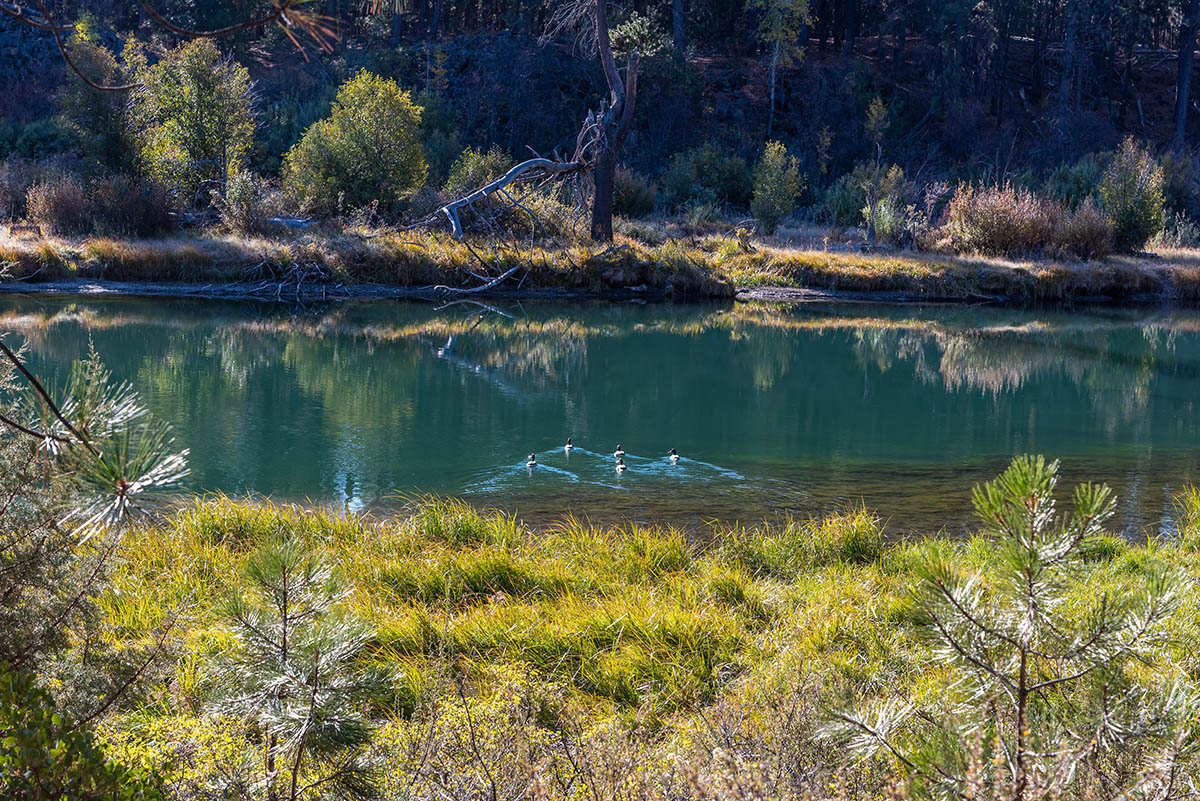 Deschutes River Trail - Lava Island to Dillon Falls Hike Image