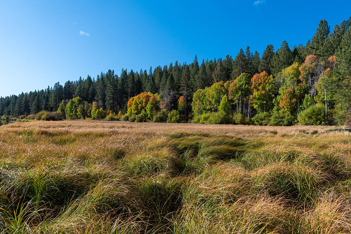 Deschutes River Trail - Lava Island to Dillon Falls Hike Image