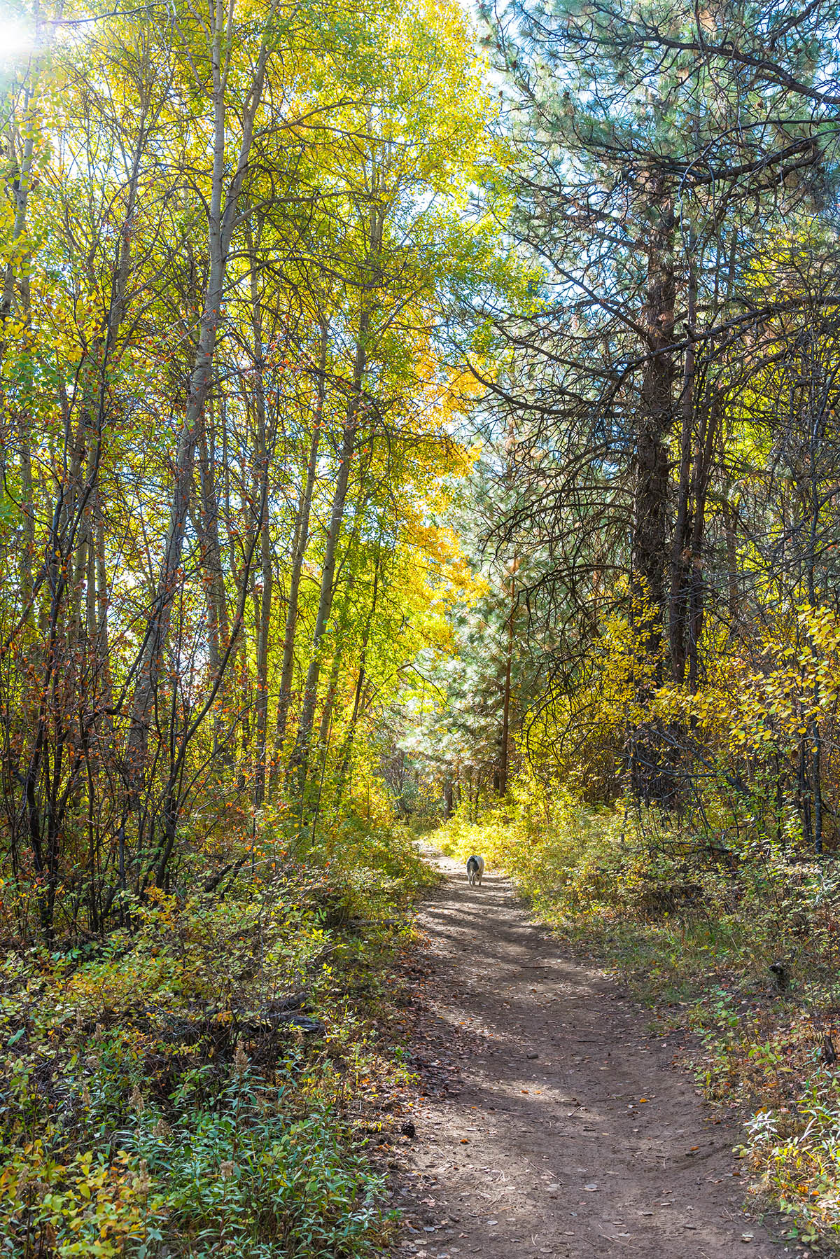 Deschutes River Trail - Lava Island to Dillon Falls Hike Image
