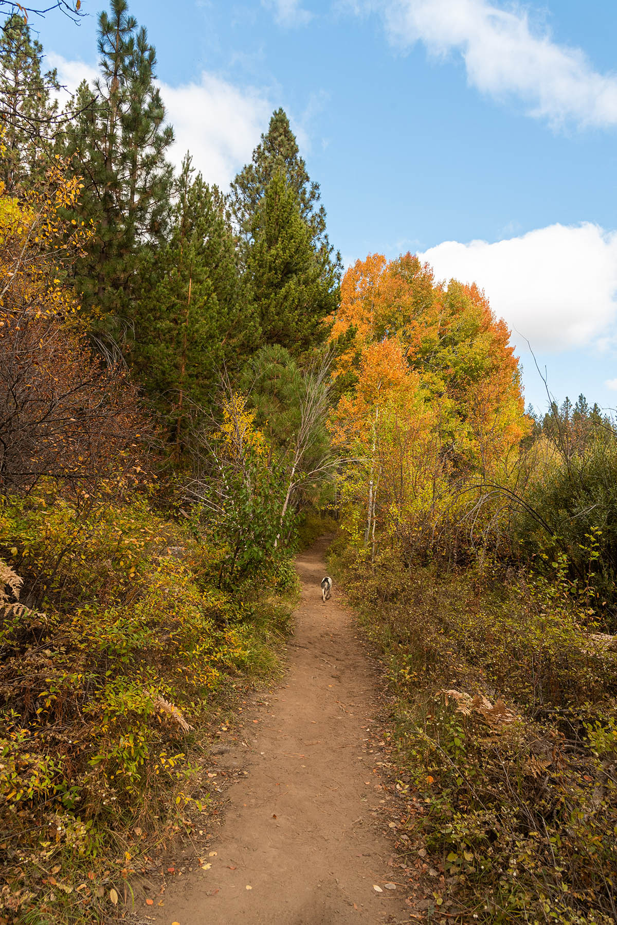 Deschutes River Trail - Lava Island to Dillon Falls Hike Image