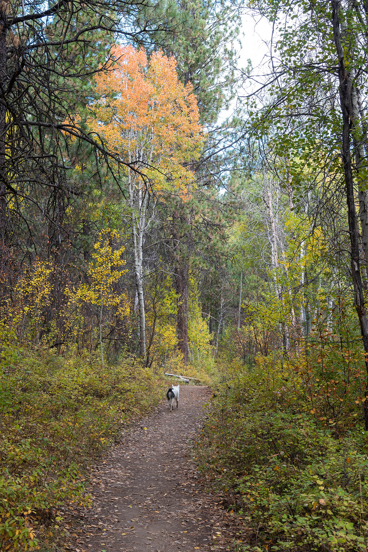 Deschutes River Trail - Lava Island to Dillon Falls Hike Image