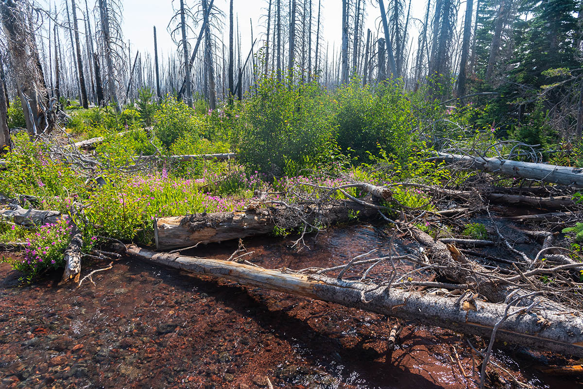Demaris Lake Hike Image