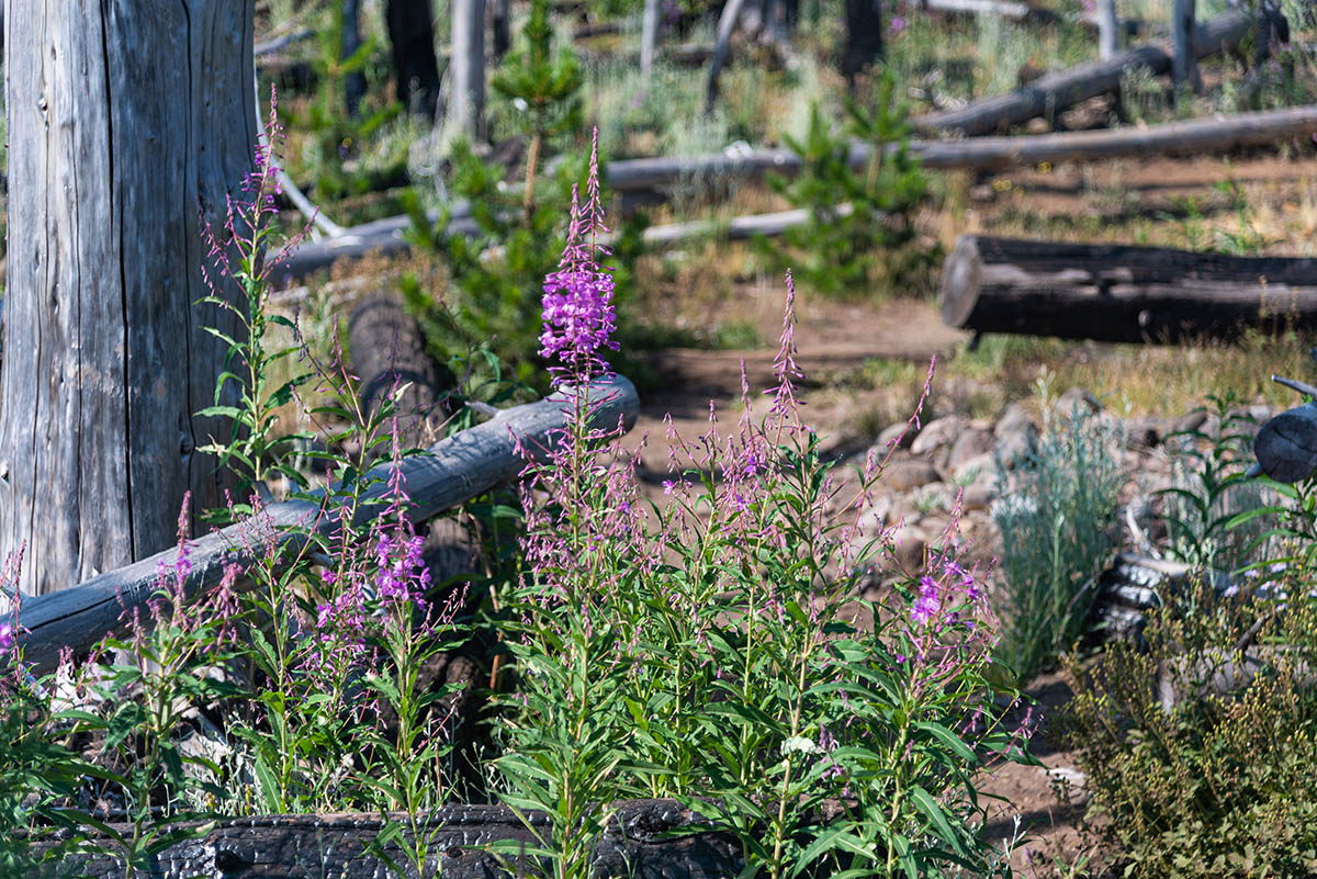 Demaris Lake Hike Image