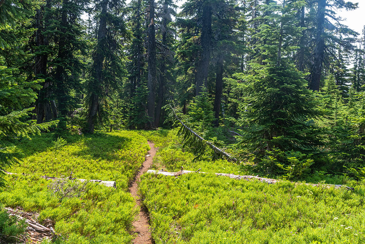 Demaris Lake Hike Image