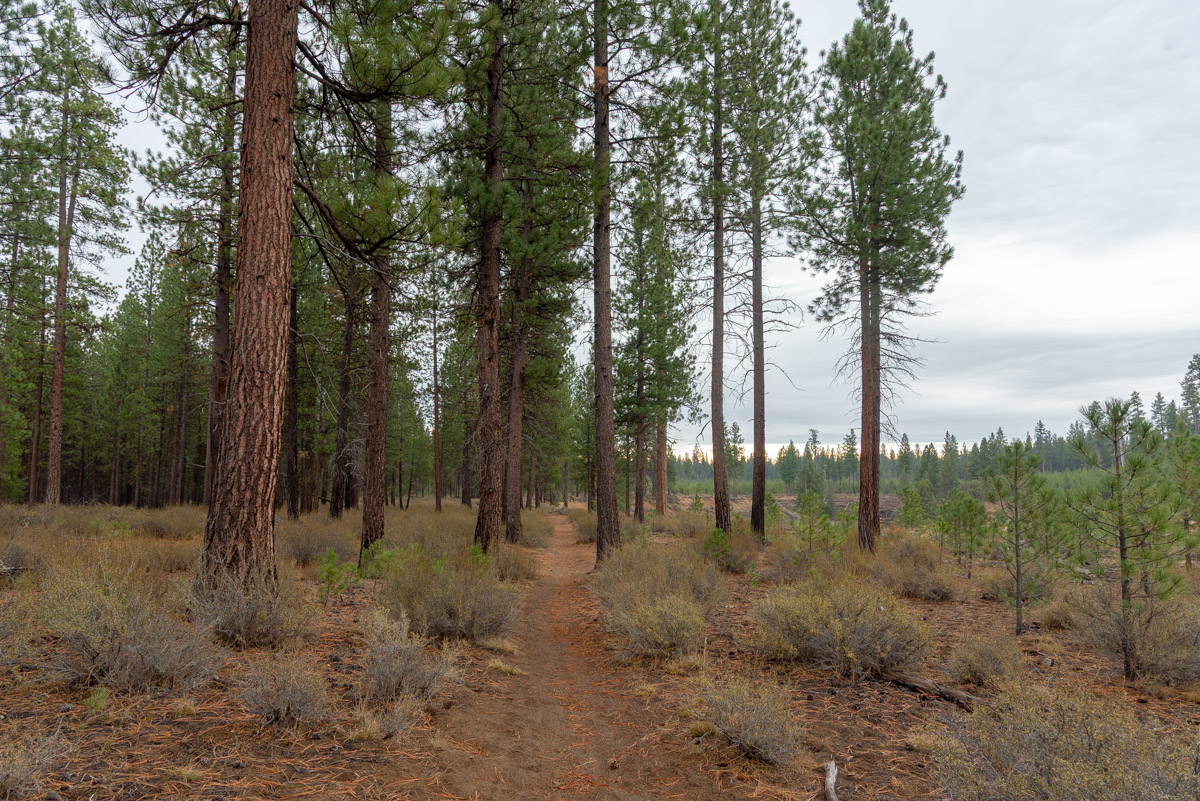 LaPine State Park - Deschutes Loop Hike Image