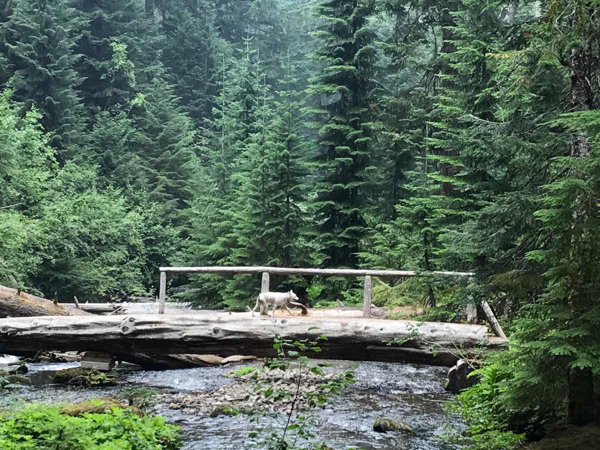 Diamond Creek Falls Hike Image