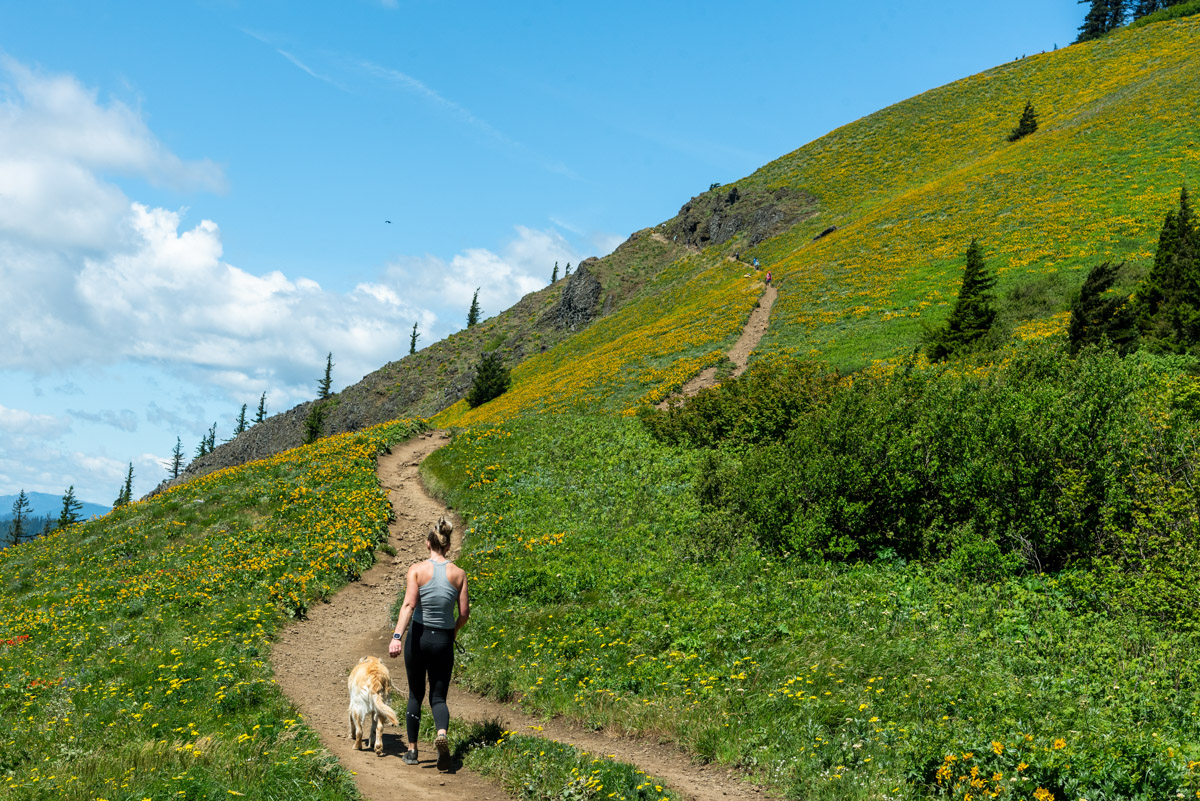 Dog Mountain Hike Image