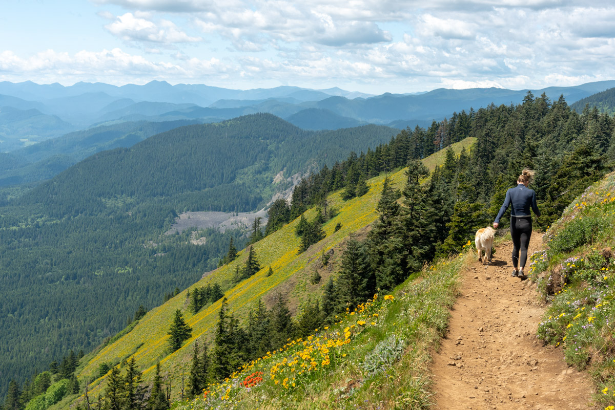 Dog Mountain Hike Image