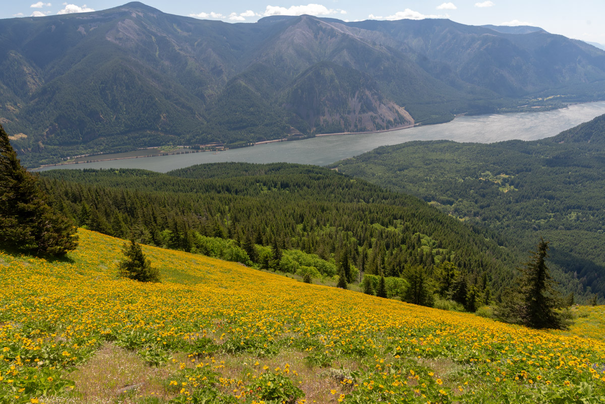 Dog Mountain Hike Image