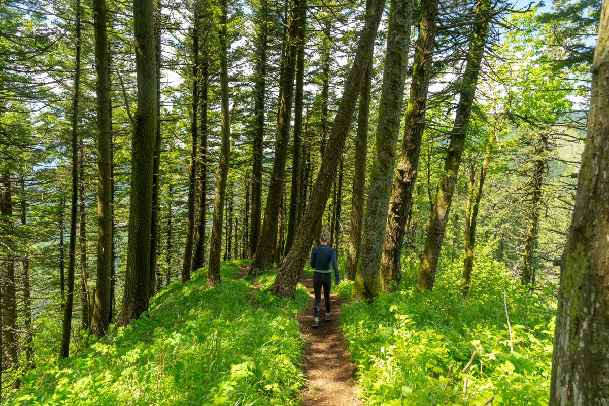 Dog Mountain Hike Image