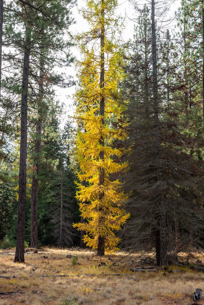 Metolius Preserve - Grand Tour Hike Image