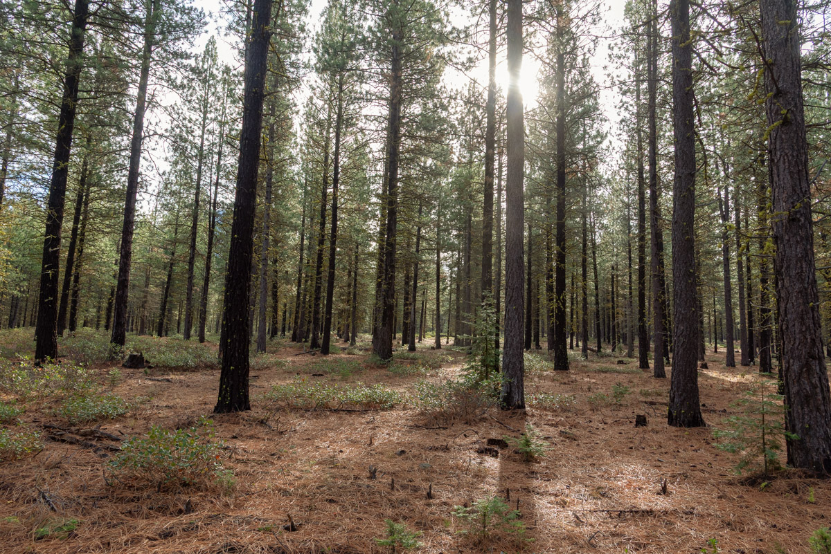 Metolius Preserve - Grand Tour Hike Image