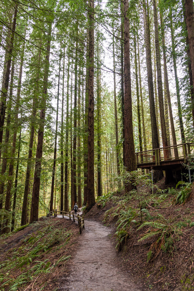 Hoyt Arboretum Hike Image