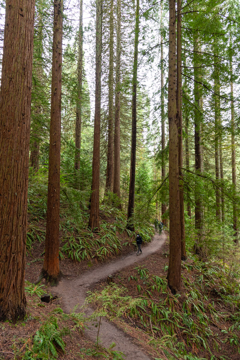 Hoyt Arboretum Hike Image