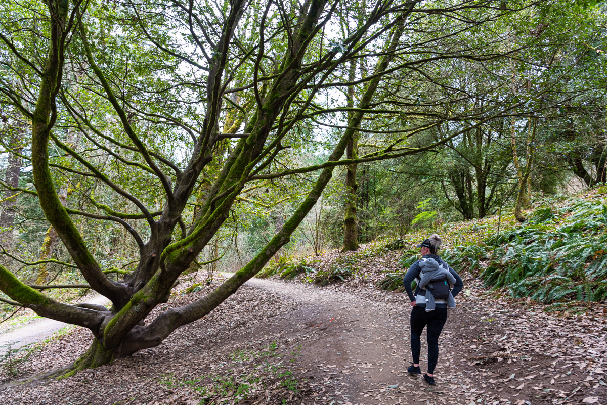 Hoyt Arboretum Hike Image