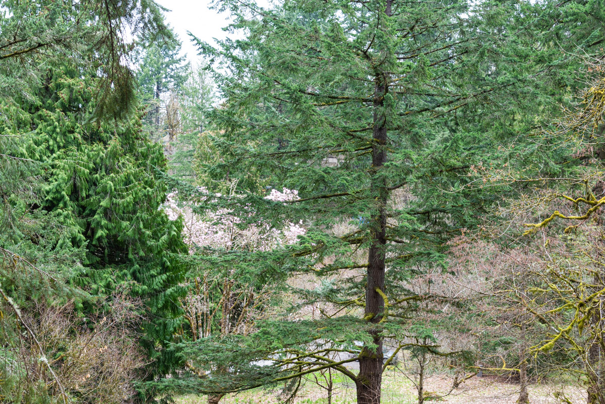 Hoyt Arboretum Hike Image