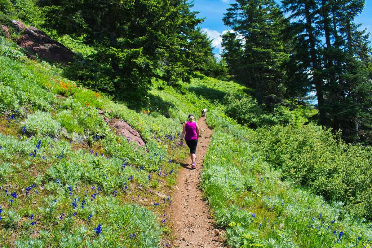 Iron Mountain - Cone Peak Meadows Hike Image