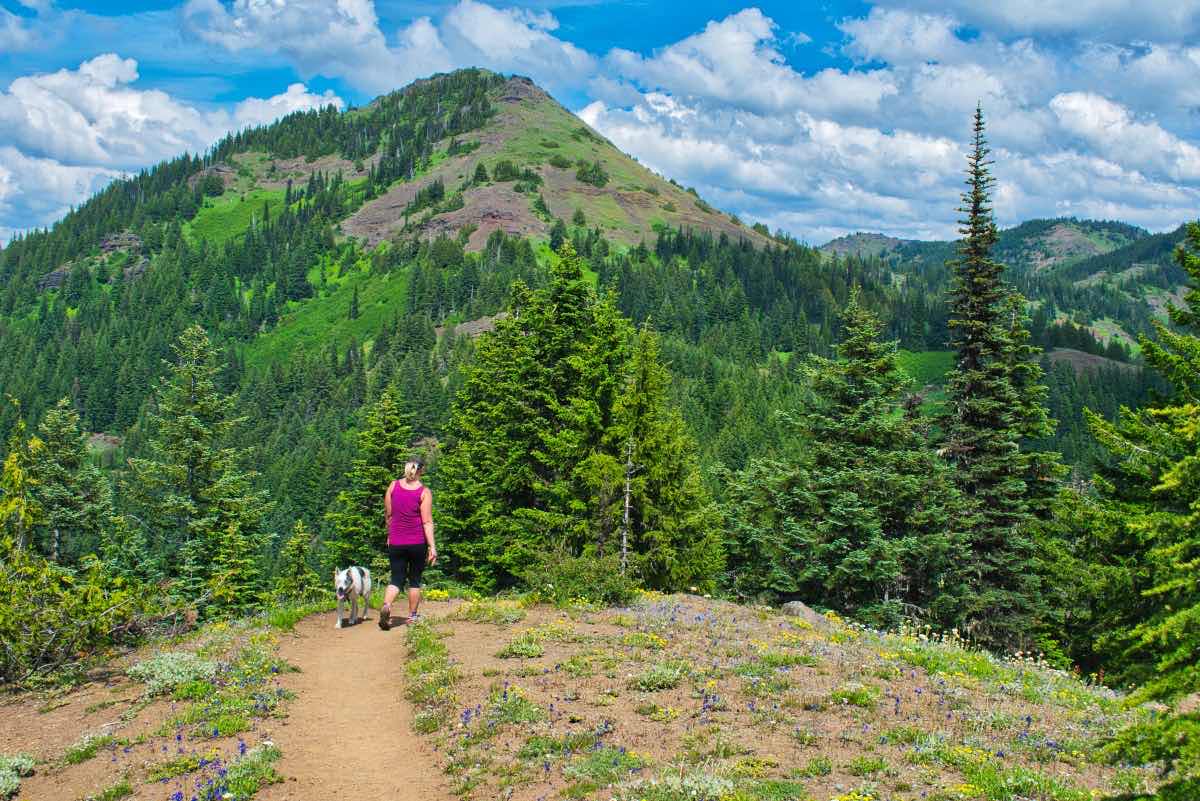 Iron Mountain - Cone Peak Meadows Hike Image