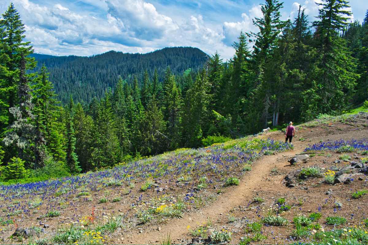 Iron Mountain - Cone Peak Meadows Hike Image