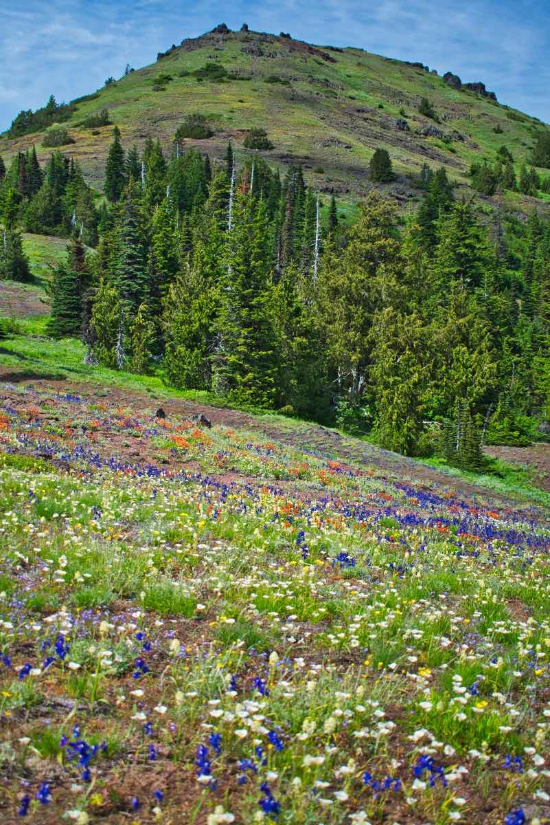 Iron Mountain - Cone Peak Meadows Hike Image