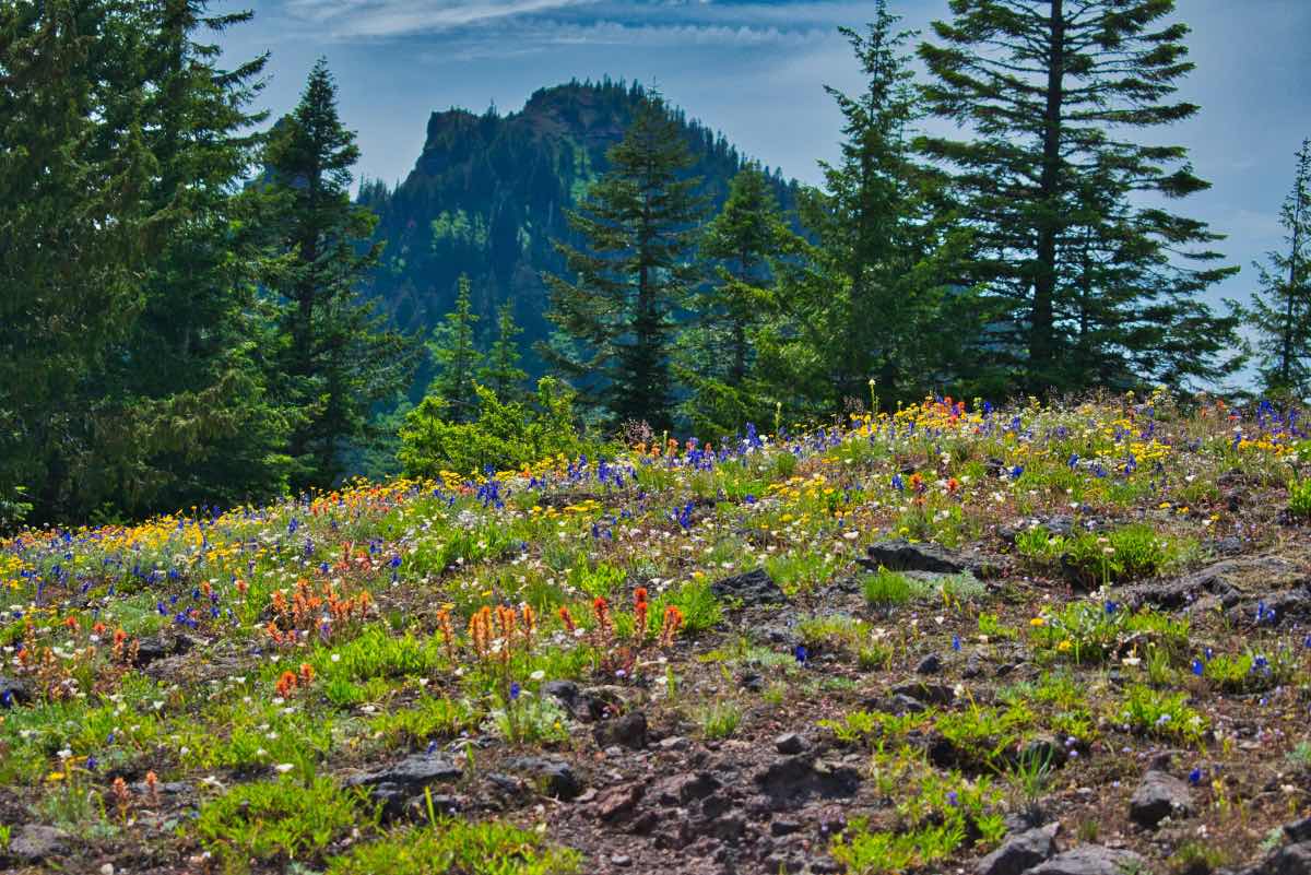 Iron Mountain - Cone Peak Meadows Hike Image