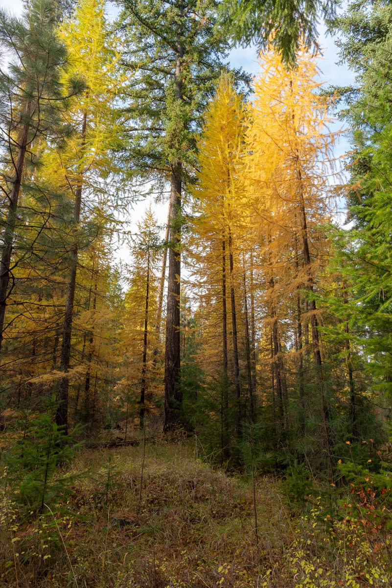 Metolius Preserve - Larch Loop Hike Image