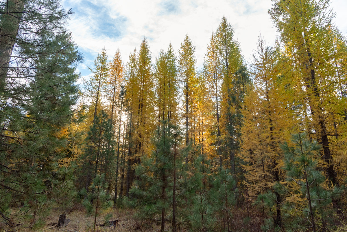 Metolius Preserve - Larch Loop Hike Image