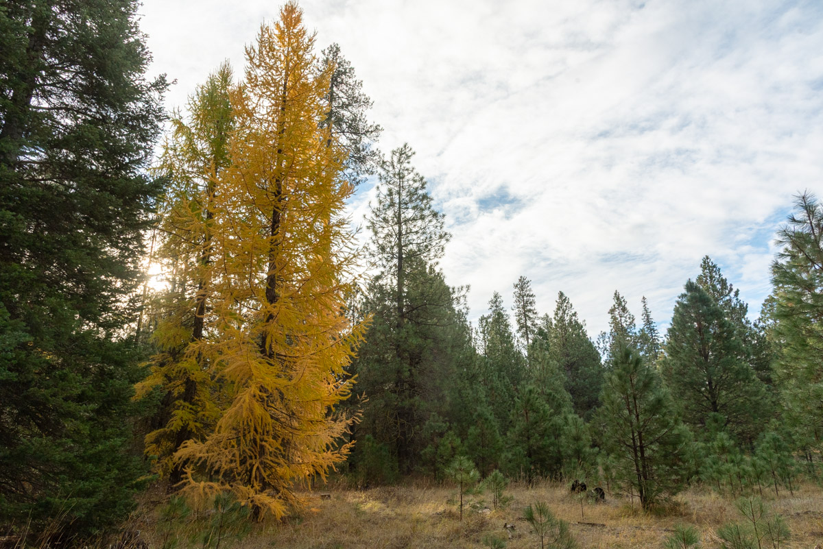 Metolius Preserve - Larch Loop Hike Image