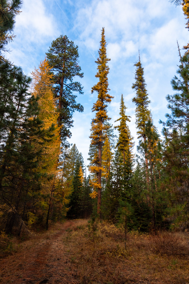 Metolius Preserve - Larch Loop Hike Image