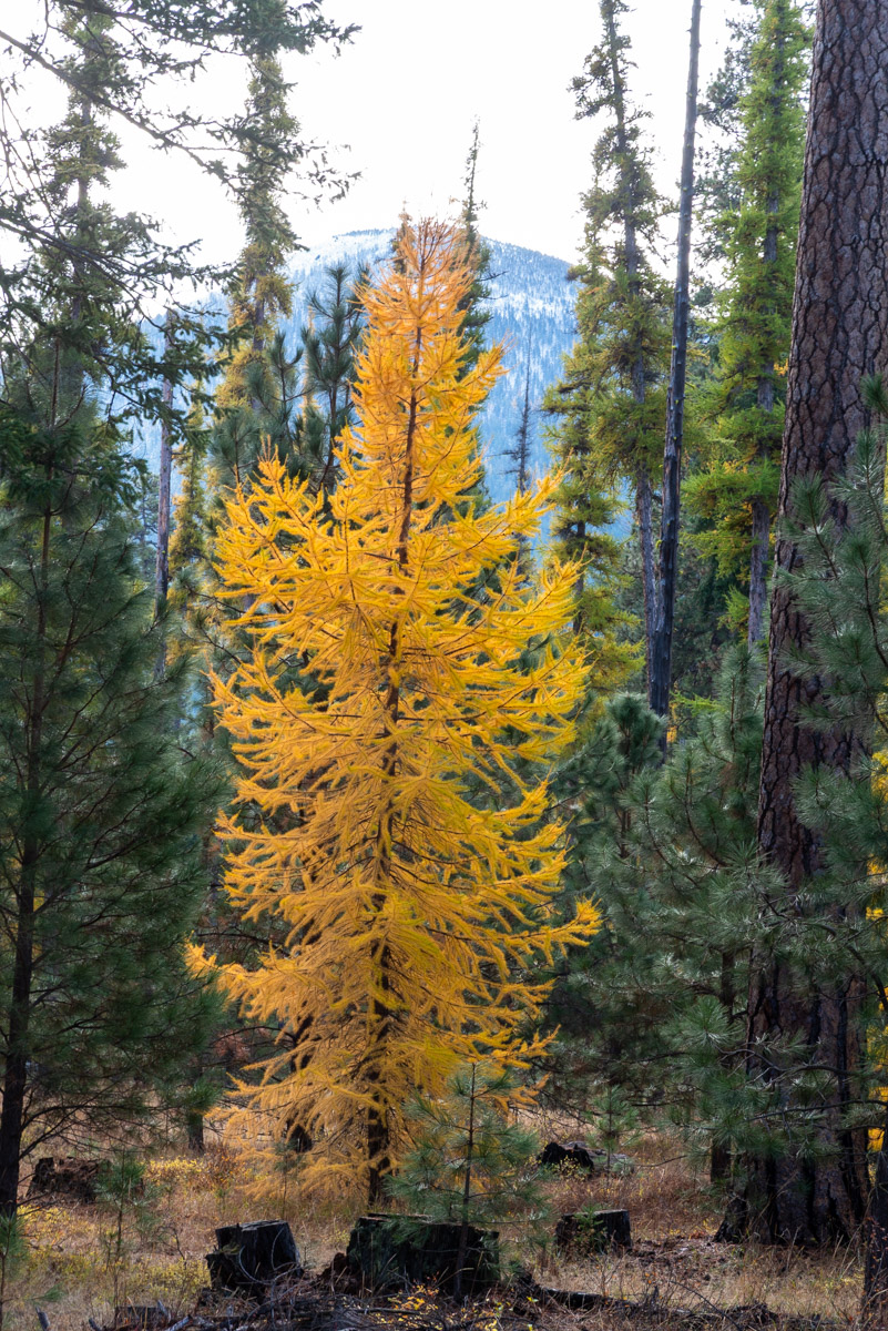 Metolius Preserve - Larch Loop Hike Image