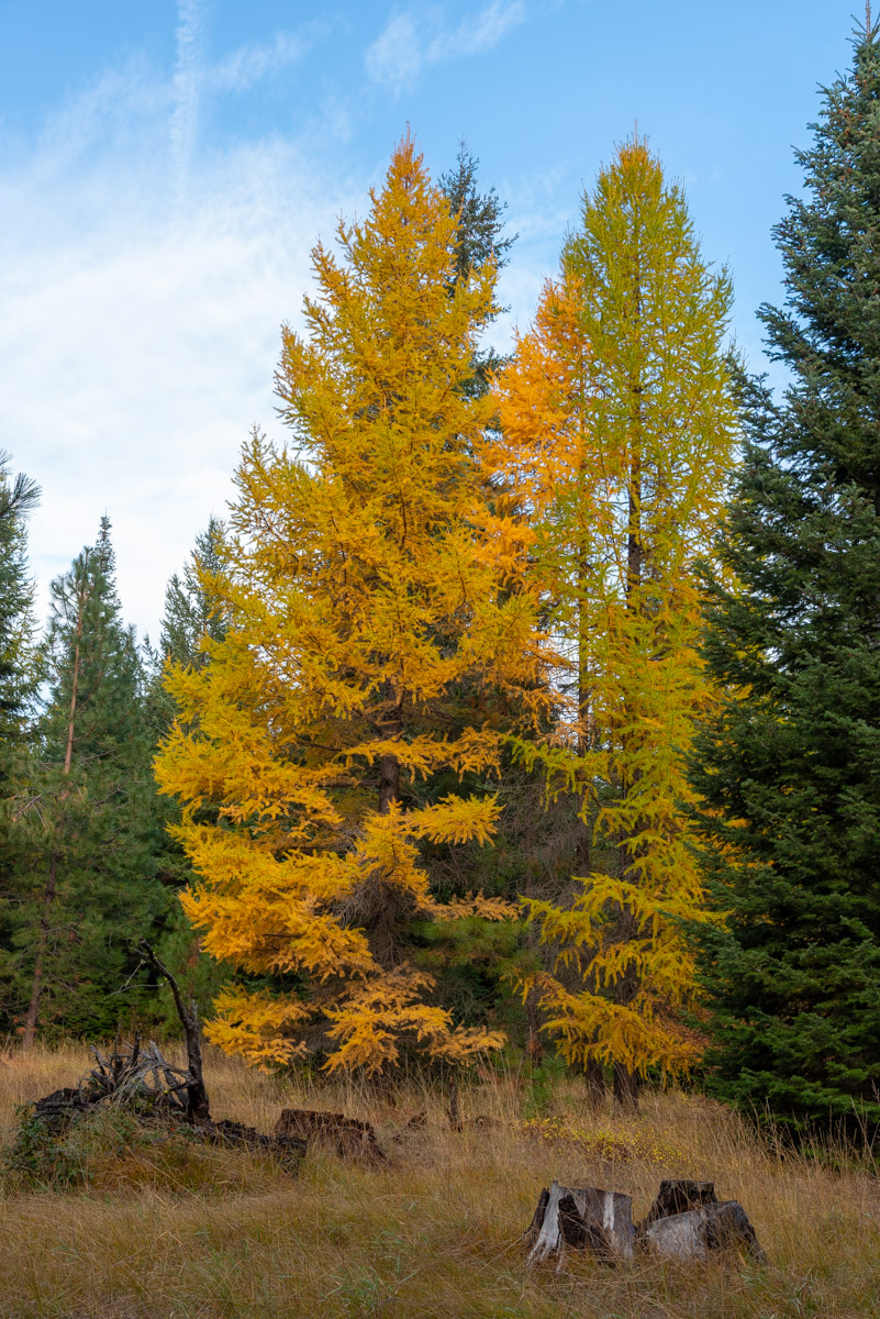 Metolius Preserve - Larch Loop Hike Image