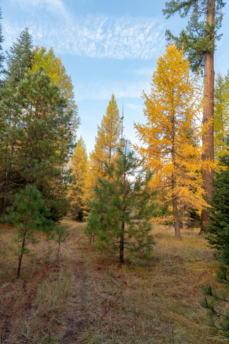 Metolius Preserve - Larch Loop Hike Image