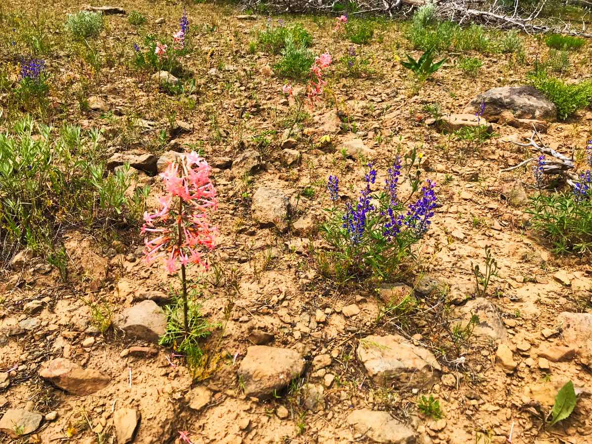 Lookout Mountain - Motherlode Mine Loop Hike Image
