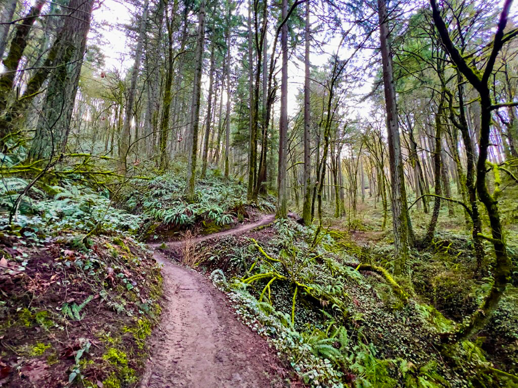 Marquam Nature Park - Flicker Trail Loop Hike Image