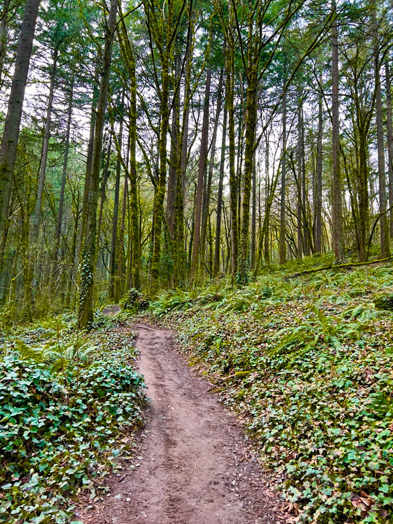 Marquam Nature Park - Flicker Trail Loop Hike Image