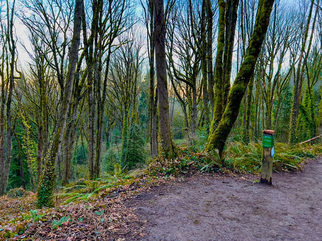 Marquam Nature Park - Flicker Trail Loop Hike Image