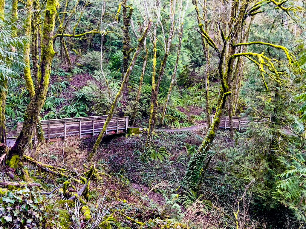 Marquam Nature Park - Flicker Trail Loop Hike Image