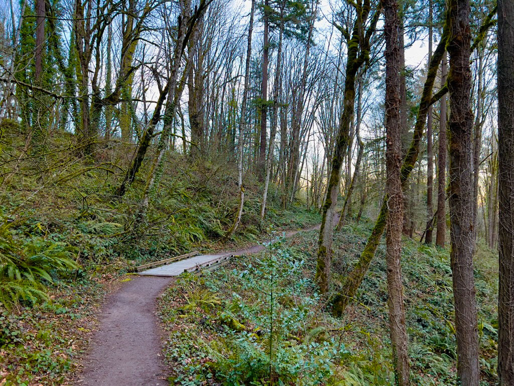 Marquam Nature Park - Flicker Trail Loop Hike Image