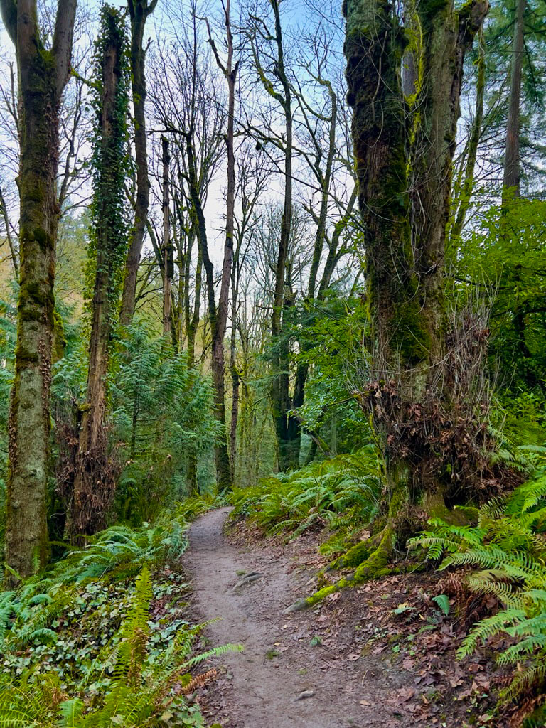 Marquam Nature Park - Flicker Trail Loop Hike Image
