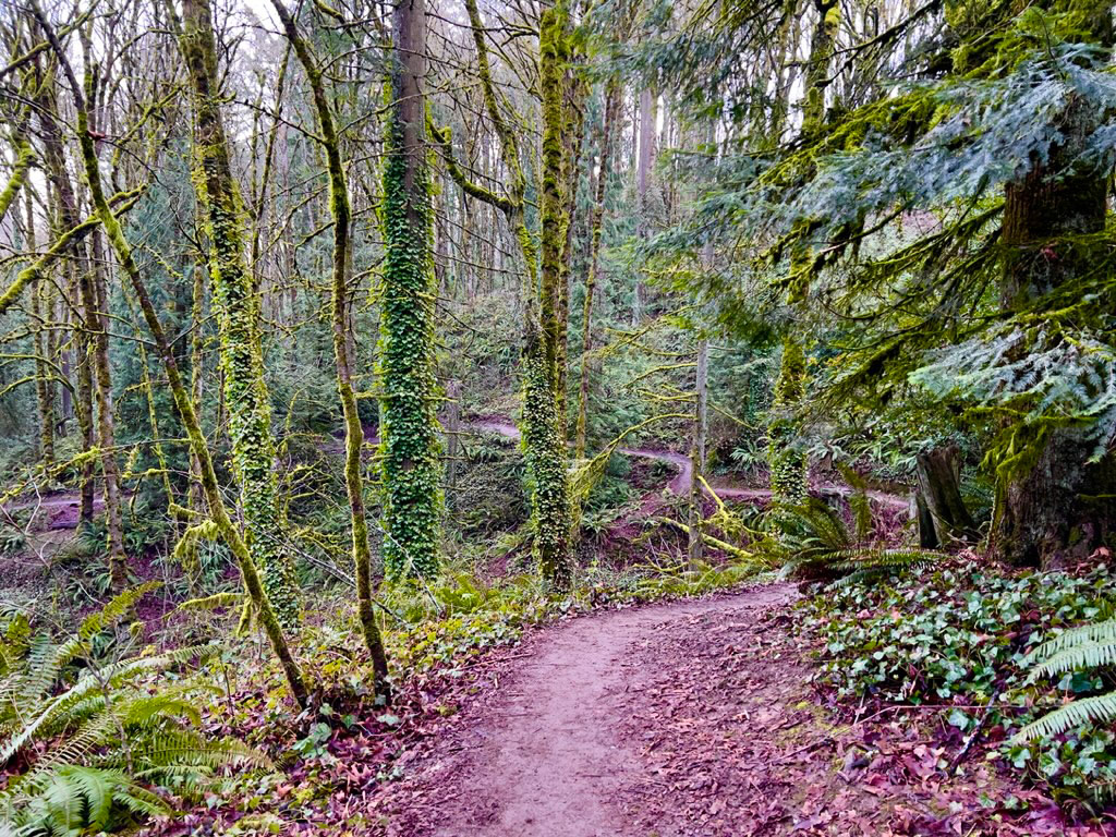 Marquam Nature Park - Flicker Trail Loop Hike Image