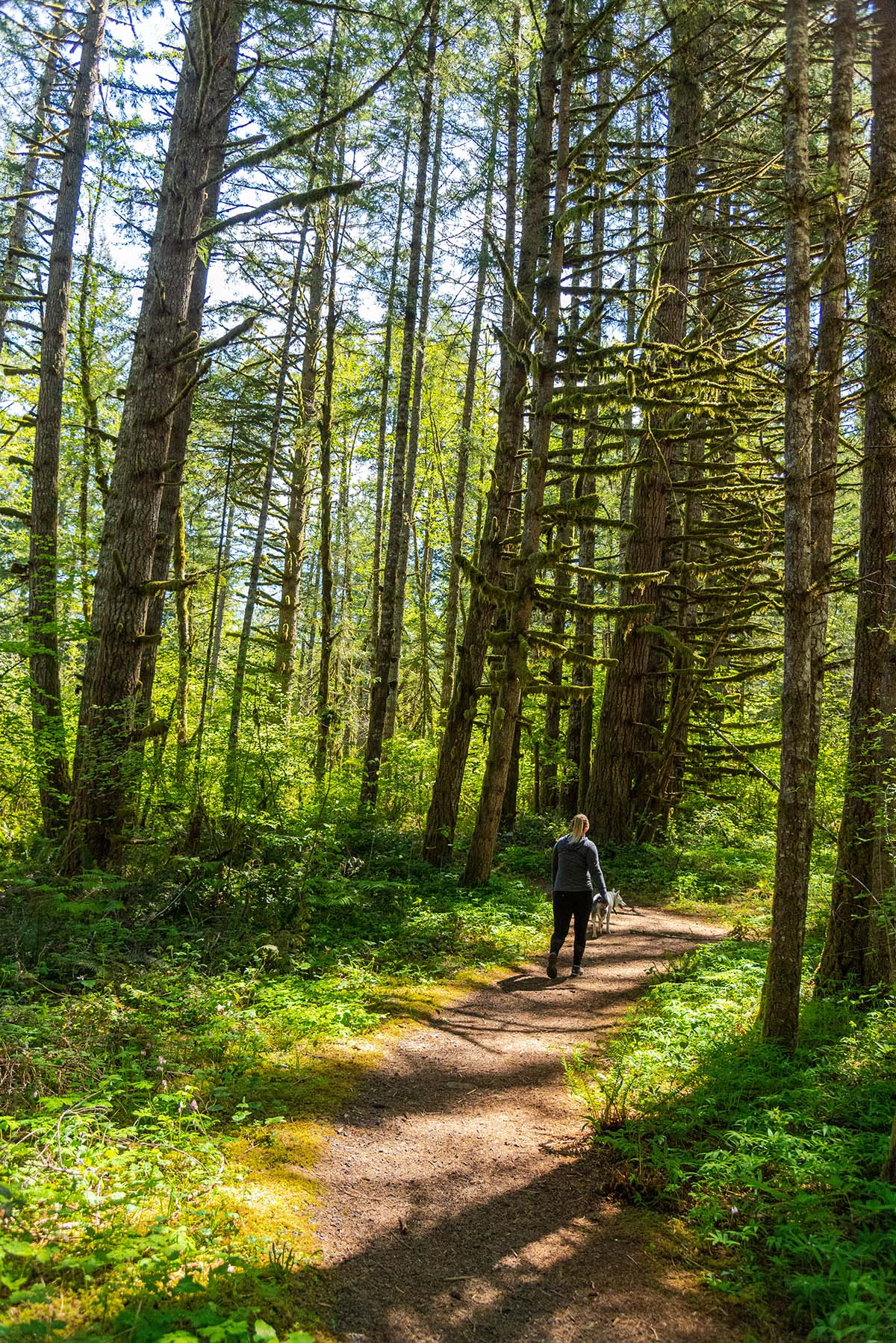 McDowell Creek Falls Loop Hike Image