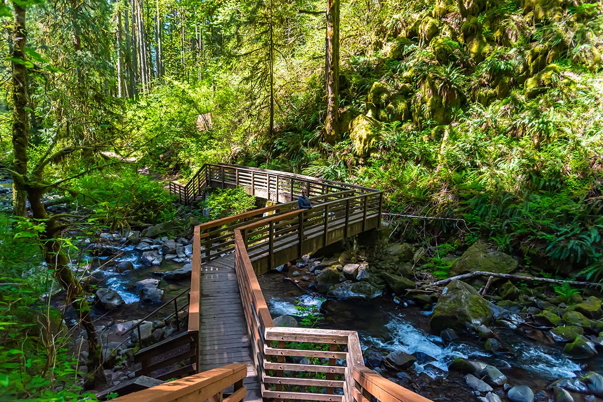 McDowell Creek Falls Loop Hike Image