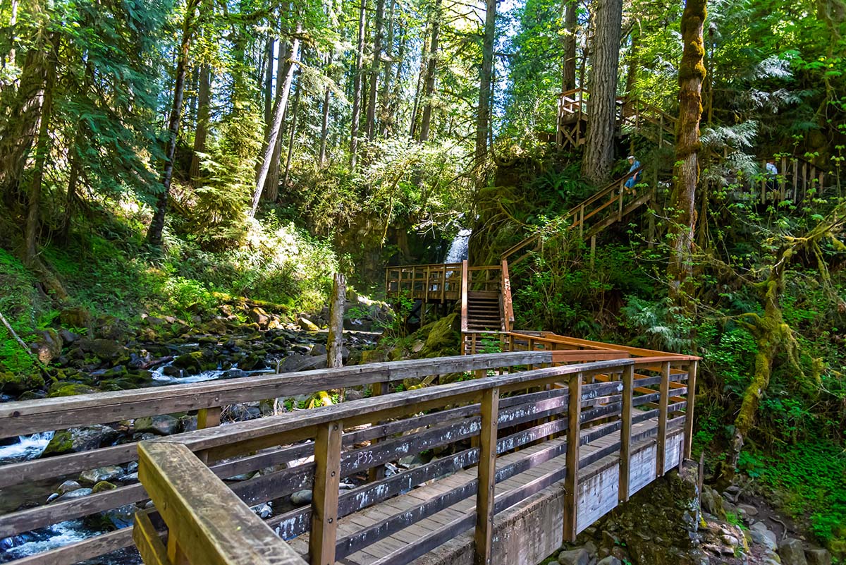 McDowell Creek Falls Loop Hike Image