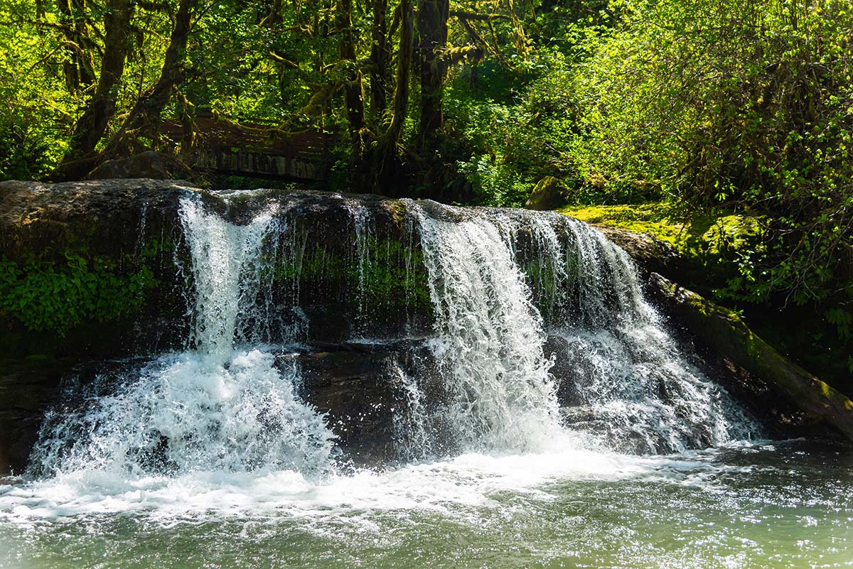 McDowell Creek Falls Loop Hike Image